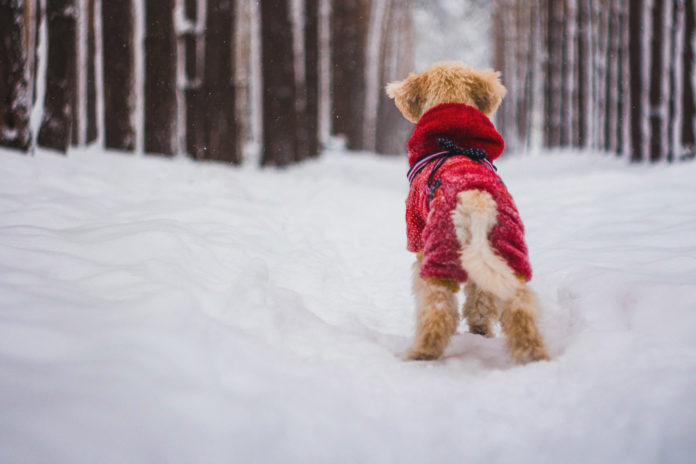 5 rzeczy, które przydadzą się właścicielowi psa zimą